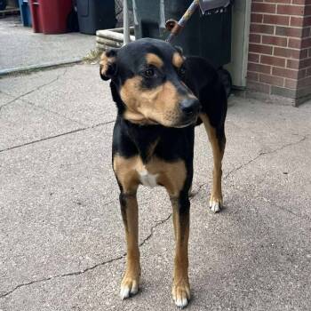 Rescue Mixed Breed Dogs for Adoption in Huntington, West Virginia - Viggo | PetCurious