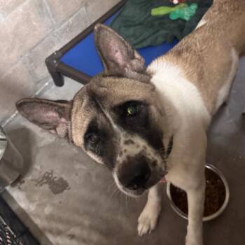 Tsuki -  Akita Dog for Adoption in Clearwater, Florida - Tsuki | PetCurious
