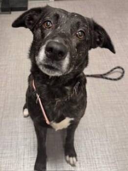 German Shepherd Dog Dogs Available for Adoption in Sidney, Ohio - Pepper Yrly 191 | PetCurious