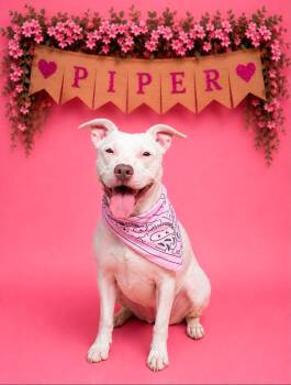 Piper -  Mixed Breed Dog for Adoption in Sumter, South Carolina - Piper | PetCurious