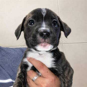BADGER -  Labrador Retriever Dog for Adoption in Palo Alto, California - BADGER | PetCurious