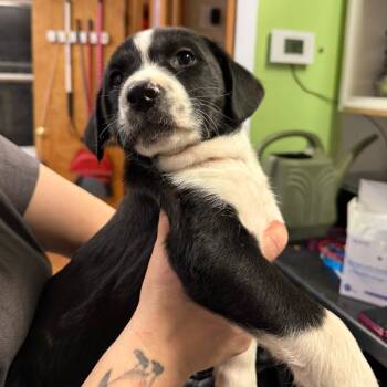 Border Collie Dogs Available for Adoption - Kip | PetCurious