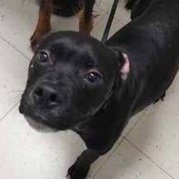 Copy Paste -  Mixed Breed Dog for Adoption in Davenport, Iowa - Copy Paste | PetCurious