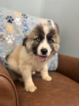 Great Pyrenees and Husky Dogs Available for Adoption - Juno  | PetCurious