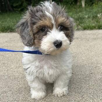 Duke -  Shih Tzu and Bichon Frise Dog for Adoption in Cincinnati, Ohio - Duke | PetCurious