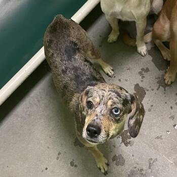 Sable -  Chihuahua and Pit Bull Terrier Dog for Adoption in Spokane, Washington - Sable | PetCurious