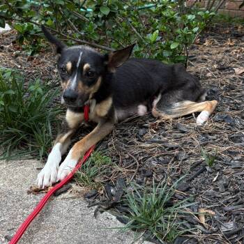 Pickles -  Jack Russell Terrier and Mixed Breed Dog for Adoption in Raleigh, North Carolina - Pickles | PetCurious