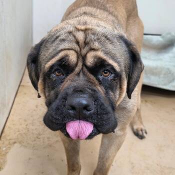 Leo - Chino Hills Location -  Mastiff Dog for Adoption in Chino Hills, California - Leo - Chino Hills Location | PetCurious