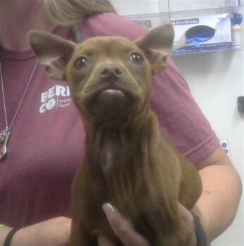 Boxer and Mixed Breed Dogs Available for Adoption in Albuquerque, New Mexico - CHOCOLATE | PetCurious