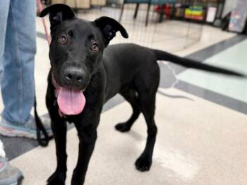 HUTCH -  German Shepherd Dog and Mixed Breed Dog for Adoption in Santa Rosa, California - HUTCH | PetCurious