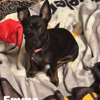 Rat Terrier and Chihuahua Dogs Available for Adoption in Enterprise, Alabama - Emma | PetCurious