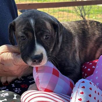 American Staffordshire Terrier Dogs Available for Adoption - Dot | PetCurious