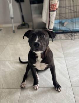 Labrador Retriever Dogs Available for Adoption in Denver, Colorado - Alice | PetCurious