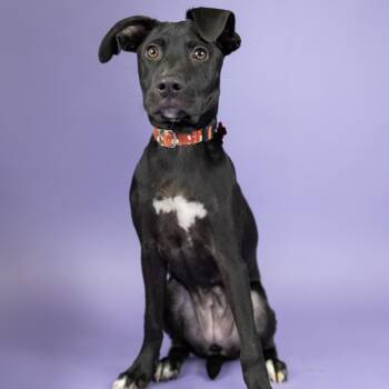 Mal -  Black Labrador Retriever and Mixed Breed Dog for Adoption in Portland, Oregon - Mal | PetCurious