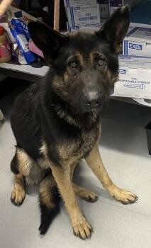 Mixed Breed Dogs Available for Adoption - Isle | PetCurious