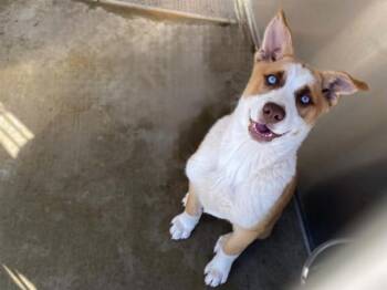 CHEER -  Labrador Retriever and Australian Cattle Dog Blue Heeler Dog for Adoption in Tustin, California - CHEER | PetCurious