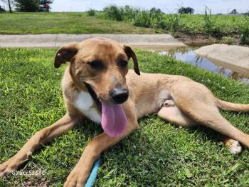 Dozer -  Terrier Dog for Adoption in Evansville, Indiana - Dozer | PetCurious