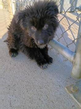 German Shepherd Dog and Mixed Breed Dogs Available for Adoption - Burr | PetCurious