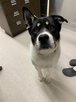 Anatolian Shepherd and Pit Bull Terrier Dogs Available for Adoption in Fairbanks, Alaska - CHUNK | PetCurious