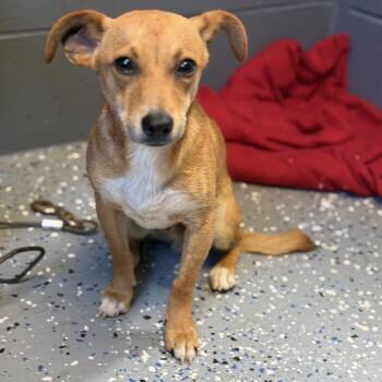 TUSC-Stray-84885 -  Chihuahua and Dachshund Dog for Adoption in Tuscaloosa, Alabama - TUSC-Stray-84885 | PetCurious