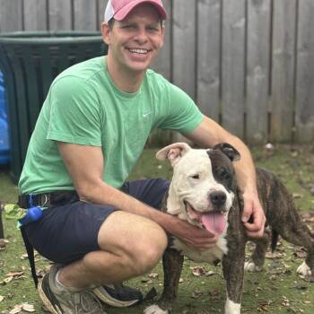 Dr. House -  Terrier Dog for Adoption in St. Louis, Missouri - Dr. House | PetCurious
