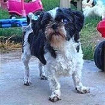 Gabriella -  Shih Tzu Dog for Adoption in Houston, Texas - Gabriella | PetCurious