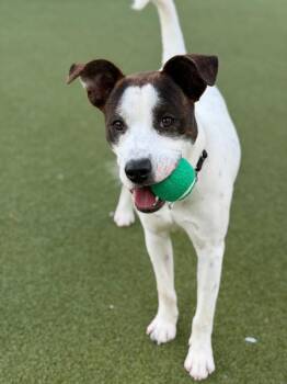 Jack Russell Terrier and Pit Bull Terrier Dogs Available for Adoption in Austin, Texas - Sputnik | PetCurious