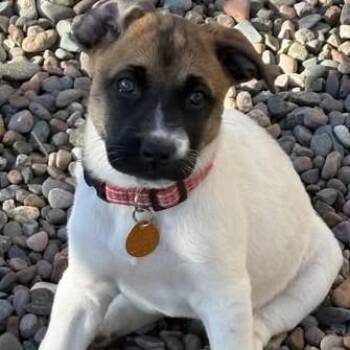 Maple -  Mixed Breed Dog for Adoption in Chino Valley, Arizona - Maple | PetCurious