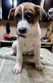 Patches -  English Foxhound Dog for Adoption in Pacific, Missouri - Patches | PetCurious