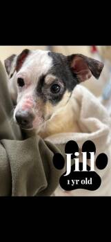 Chihuahua and Miniature Pinscher Dogs Available for Adoption - Jill | PetCurious