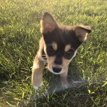 Mixed Breed Dogs Available for Adoption in Buffalo, Minnesota - Thread | PetCurious