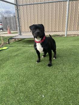 Terrier and American Dogs Available for Adoption - Theodore | PetCurious