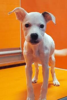 Beatrix -  Pit Bull Terrier and Mixed Breed Dog for Adoption in Kansas City, Missouri - Beatrix | PetCurious