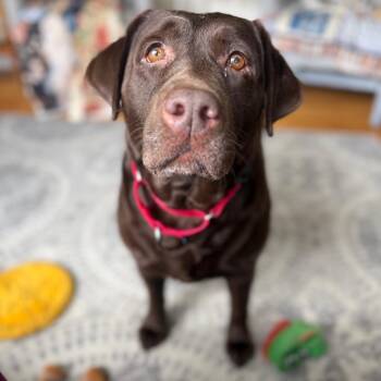 Chocolate Labrador Retriever Dogs Available for Adoption in Rochester, Minnesota - Charisma | PetCurious