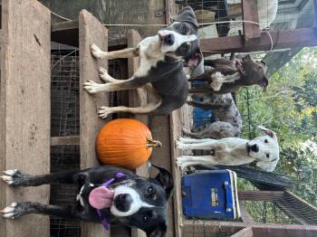 Rescue American Staffordshire Terrier Dogs for Adoption in Rogers, Arkansas - Magic | PetCurious