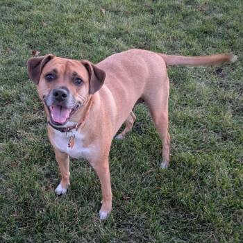 Rescue Mixed Breed Dogs for Adoption in Walker, Michigan - Zelda | PetCurious