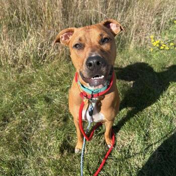 Kovu -  Mixed Breed Dog for Adoption in Matteson, Illinois - Kovu | PetCurious