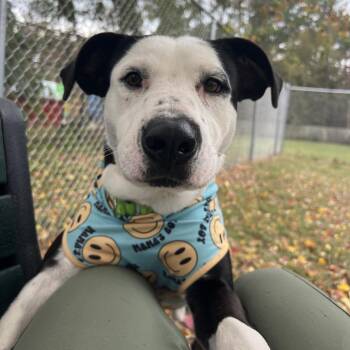 Pit Bull Terrier and Mixed Breed Dogs Available for Adoption in Klein, Texas - Ham Bone | PetCurious