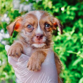 Boba -  Yorkshire Terrier and Dachshund Dog for Adoption in San Diego, California - Boba | PetCurious