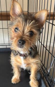 Joey -  Yorkshire Terrier and Pomeranian Dog for Adoption in Mukwonago, Wisconsin - Joey | PetCurious