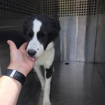 Mixed Breed Dogs Available for Adoption in Columbus, Georgia - 05/06/2026-Stray-VictoryDrive-1 | PetCurious