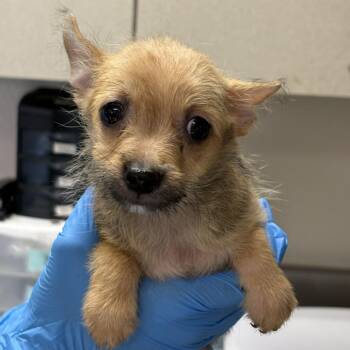 Snake Eyes -  Terrier and Mixed Breed Dog for Adoption in San Antonio, Texas - Snake Eyes | PetCurious