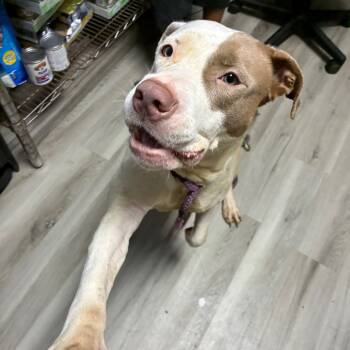 Rescue Terrier Dogs for Adoption in St. Louis, Missouri - Andromeda | PetCurious