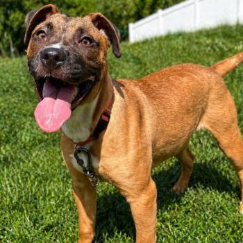 Pit Bull Terrier and Hound Dogs Available for Adoption in Shinnston, West Virginia - Belle | PetCurious