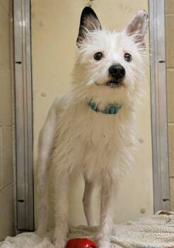 Terrier Dogs Available for Adoption - Snoop | PetCurious