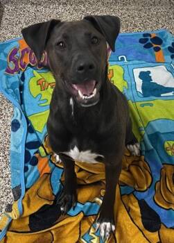 Dorsey -  Labrador Retriever and Mixed Breed Dog for Adoption in Westland, Michigan - Dorsey | PetCurious