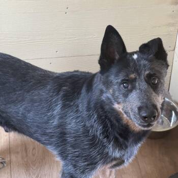Rescue Australian Cattle Dog Blue Heeler Dogs for Adoption in Hartwell, Georgia - Clyde | PetCurious