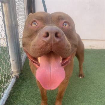 Pit Bull Terrier Dogs Available for Adoption - King Kong | PetCurious