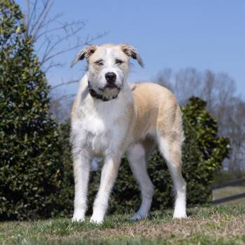 Tucker -  Mixed Breed Dog for Adoption in Franklin, Tennessee - Tucker | PetCurious