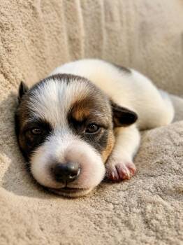 Bayou - Local Puppy -  Cattle Dog Dog for Adoption in Princeton, Massachusetts - Bayou - Local Puppy | PetCurious